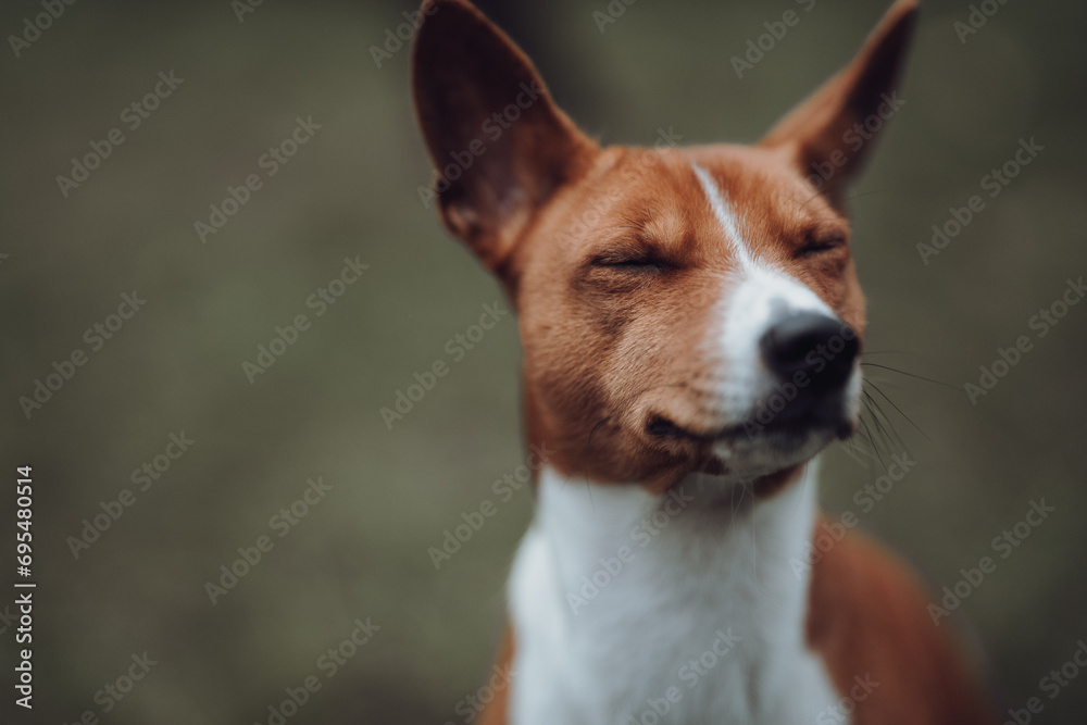 Basenji dogs in their natural environment.