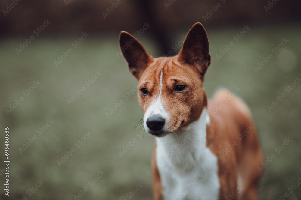 Basenji dogs in their natural environment.