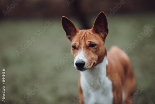 Obraz na płótnie Basenji dogs in their natural environment. w salonie