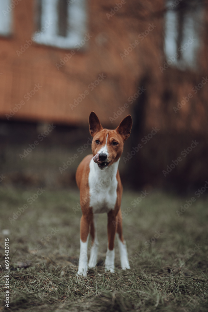 Basenji dogs in their natural environment.