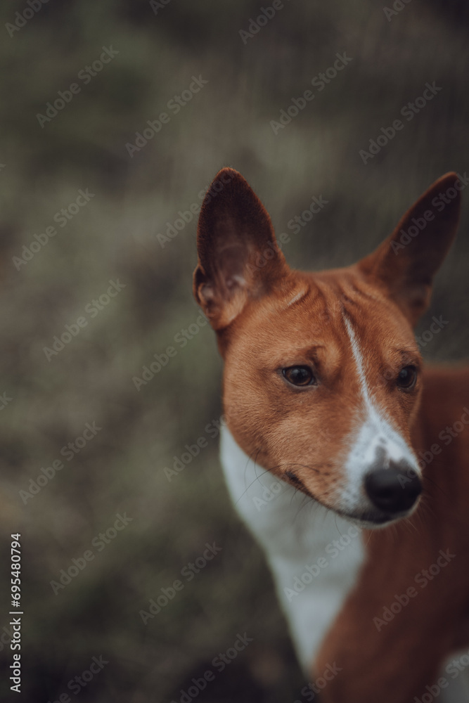 Basenji dogs in their natural environment.
