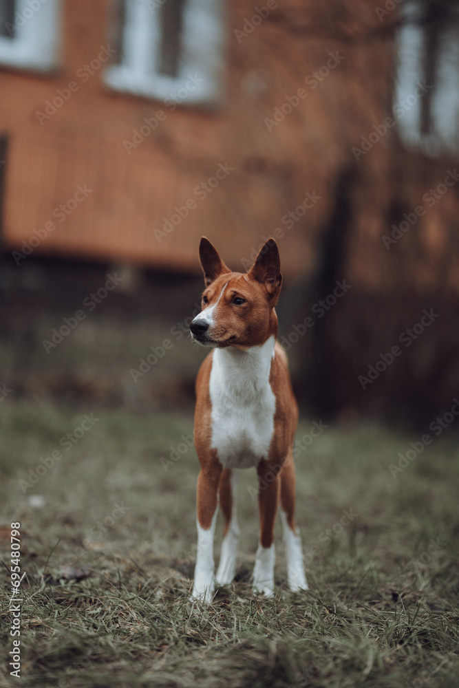 Basenji dogs in their natural environment.