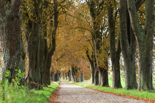 Kastanienallee bei Lancken-Granitz, Insel Rügen, Mecklenburg-Vorpommern, Deutschland photo