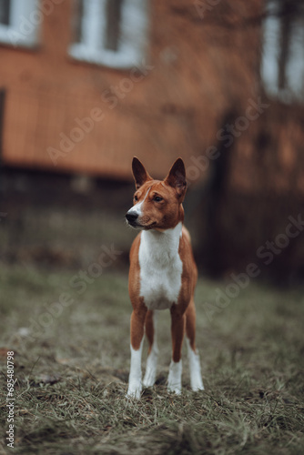 Basenji dogs in their natural environment.