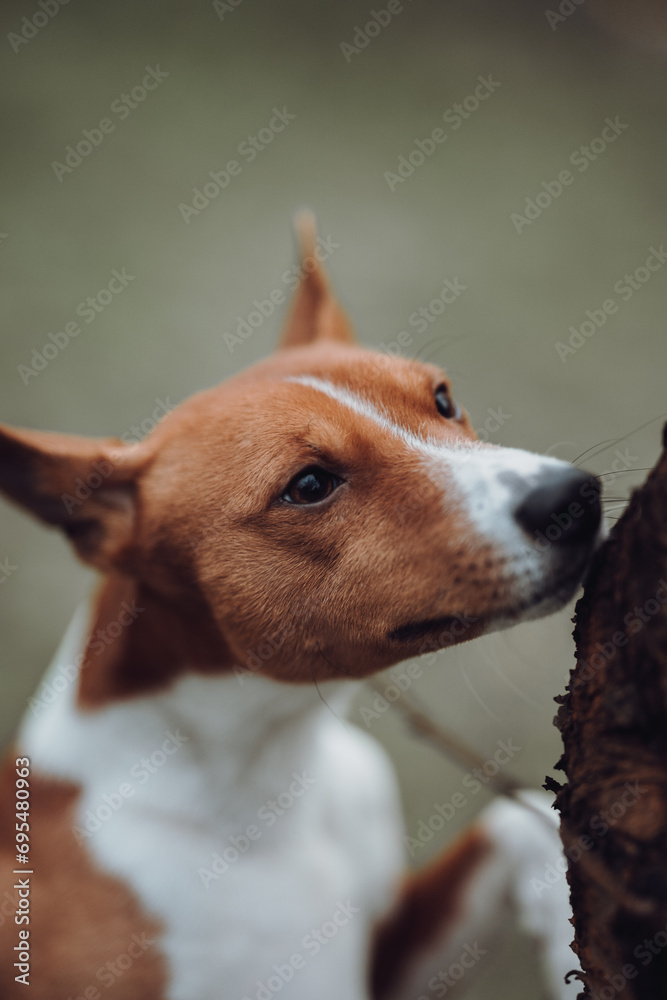 Basenji dogs in their natural environment.