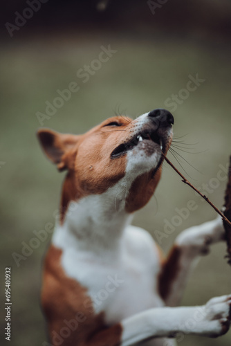 Basenji dogs in their natural environment.