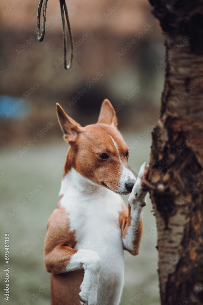 Basenji dogs in their natural environment.