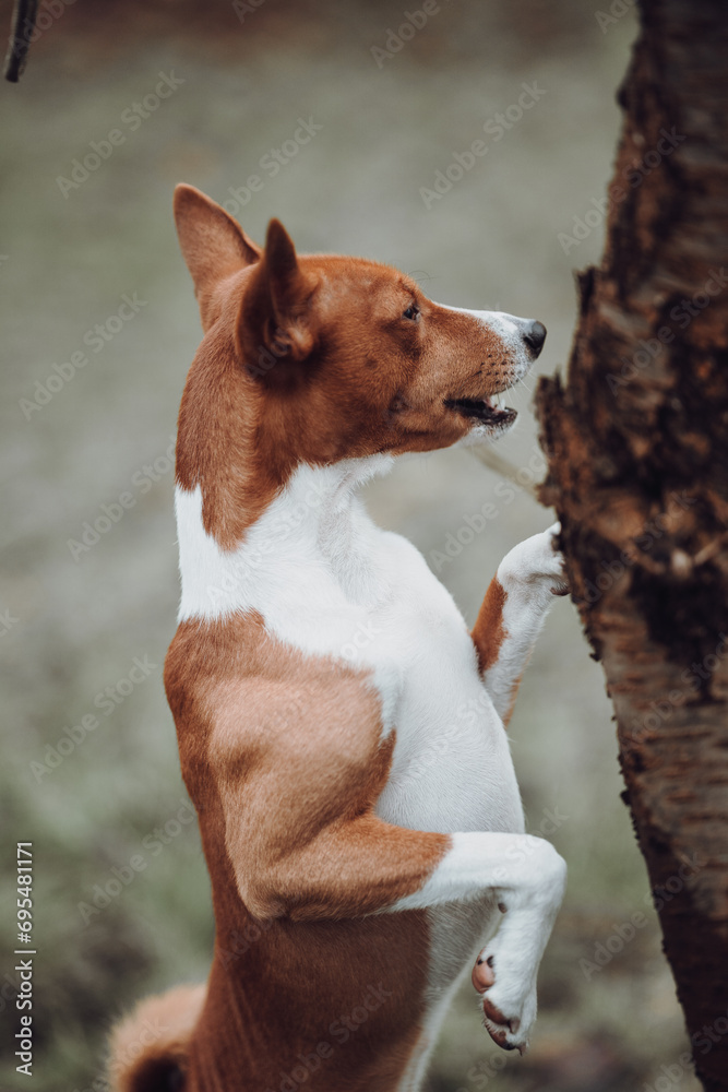 Basenji dogs in their natural environment.