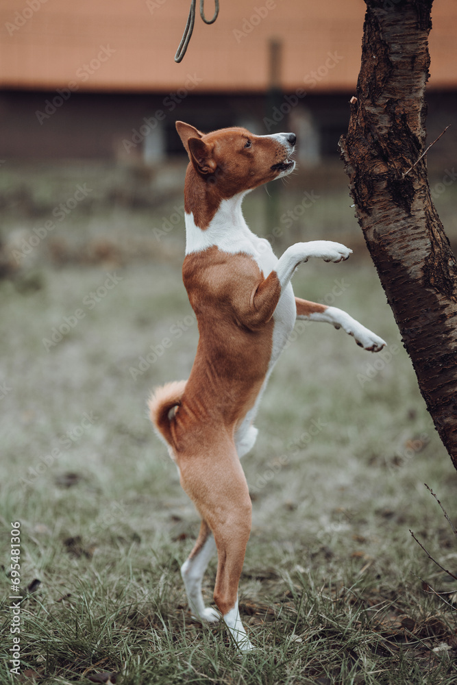 Basenji dogs in their natural environment.