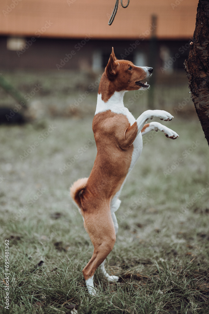 Basenji dogs in their natural environment.