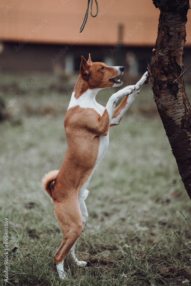 Basenji dogs in their natural environment.