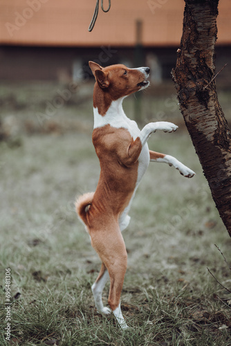 Obraz na płótnie Basenji dogs in their natural environment. w salonie