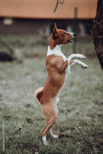Basenji dogs in their natural environment.