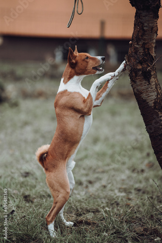 Obraz na płótnie Basenji dogs in their natural environment. w salonie