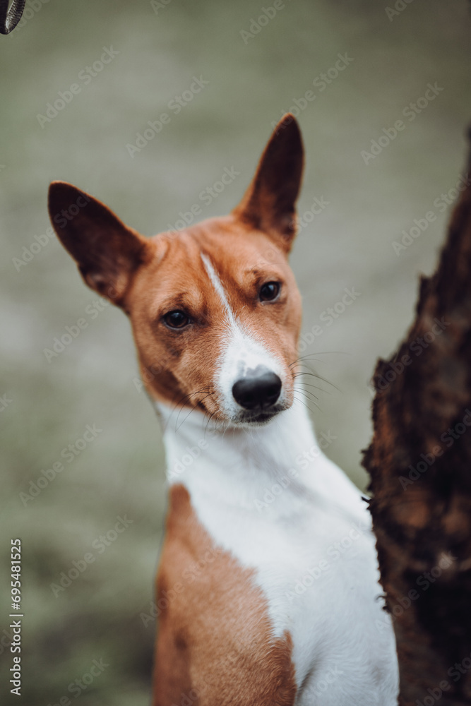 Basenji dogs in their natural environment.