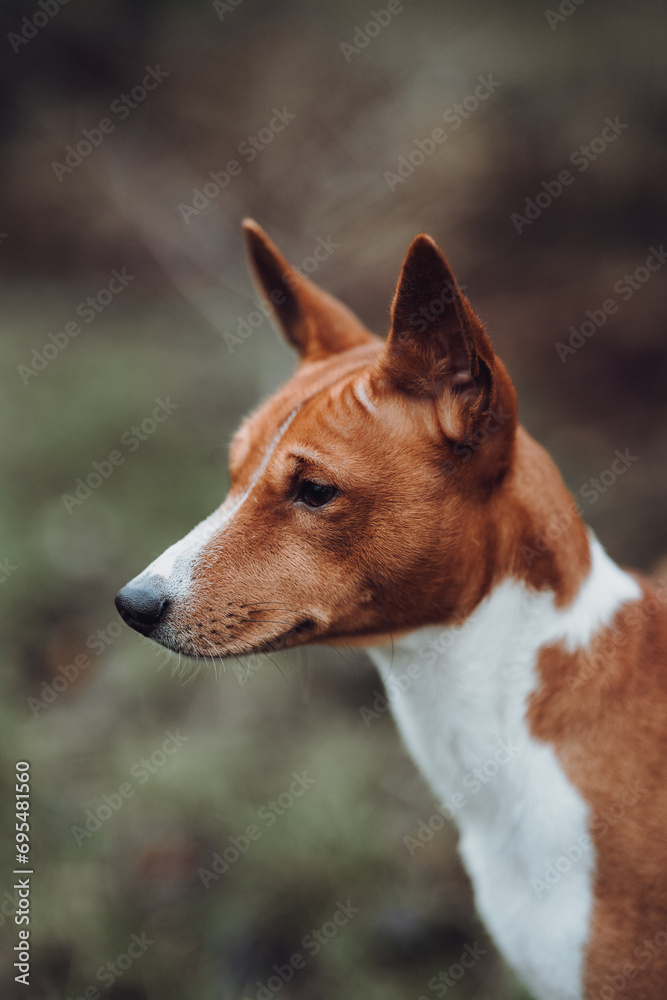 Basenji dogs in their natural environment.