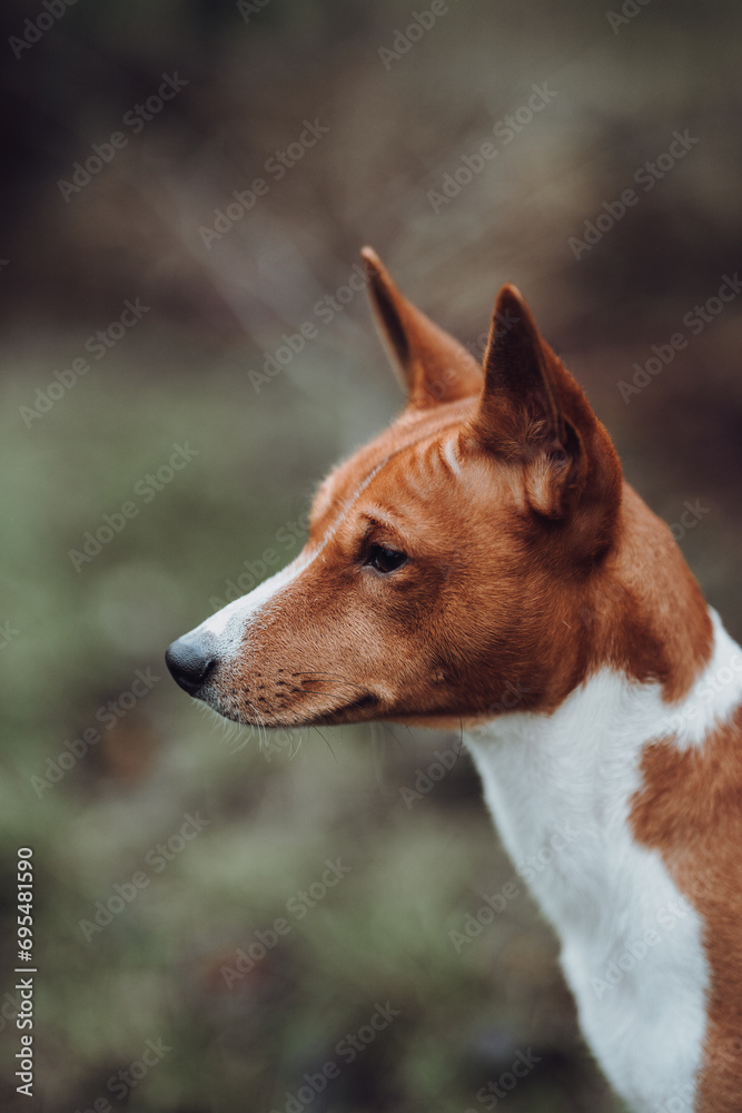 Basenji dogs in their natural environment. Basenji dogs in their natural environment.