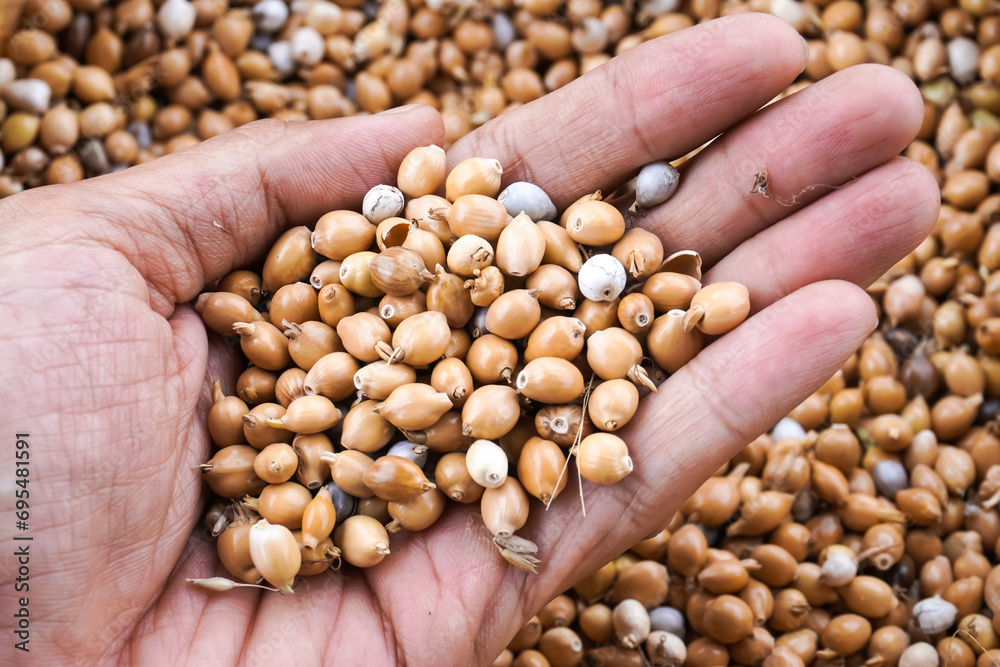 Someone hand holding Job's tears - Coix lacryma-jobi, also known as adlay or adlay millet or chinese pearl barley. Dried Jali grains on hand palm with blurred bokeh backgrounds. Someone hand holding Job's tears - Coix lacryma-jobi, also known as adlay or adlay millet or chinese pearl barley. Dried Jali grains on hand palm with blurred bokeh backgrounds.