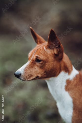 Obraz na płótnie Basenji dogs in their natural environment. w salonie