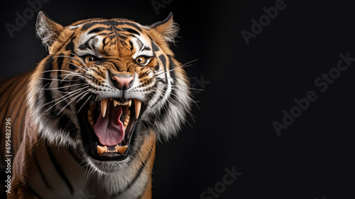 Angry tiger roaring ready to attack isolated on gray background