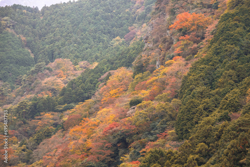 紅葉,日本,愛媛,秋