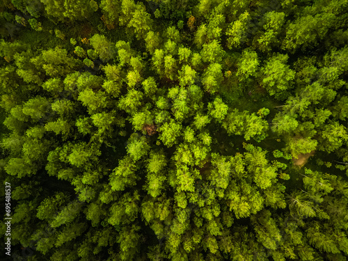 Aerial view of Dense natural pine forest trees on the mountain hills. Beautiful spruce forest. Concept for International Day of Forest, World Environment Day. Looking Down 90 degrees angle