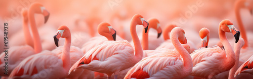 Pink flamingoes background photo