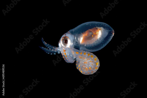 Baby longarm octopus. photo