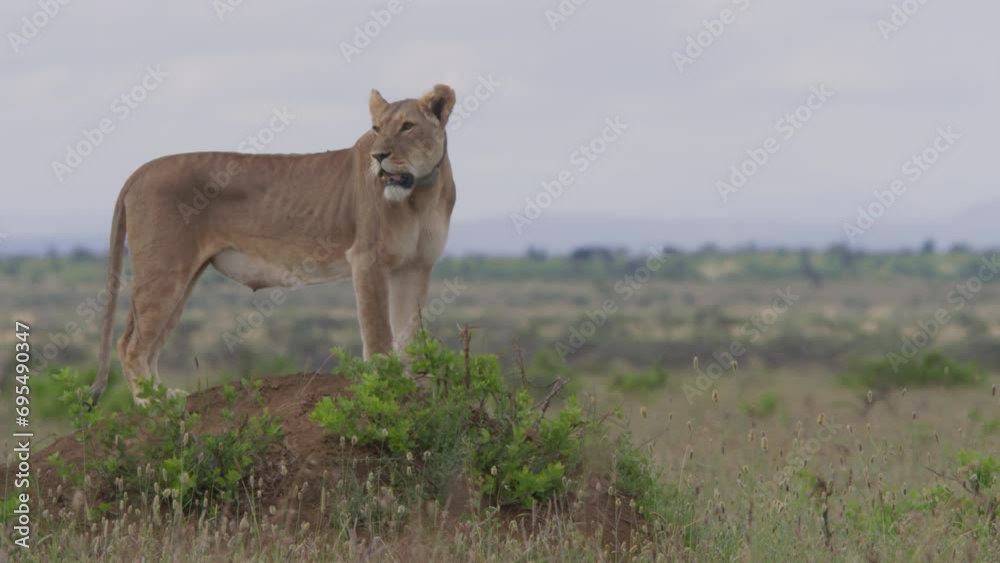 Long lens of a collared female lion (panthera leo) scanning its surroundings during the morning in Africa. Long lens of a collared female lion (panthera leo) scanning its surroundings during the morning in Africa.