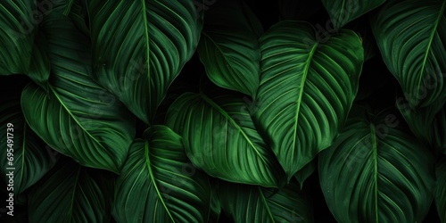 Abstract green leaf texture. Green leaves nature background  tropical leaf