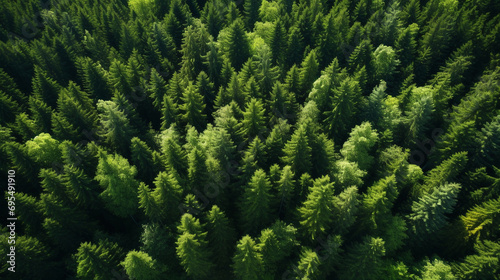 lush tree tops, bright and dark greens, sunlight patterns, peaceful seclusion, bird's eye view, high resolution, drone, natural majesty photo