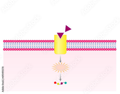 	
Nonsteroid hormones mechanism of action. The hormone is the first messenger, binds to the receptor and activating a second messenger inside the cell resulting in cellular response. Vector design