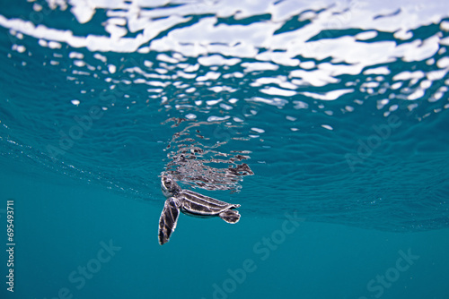 Fototapeta Naklejka Na Ścianę i Meble -  Leatherback sea turtle hatchling swimming in the open ocean.