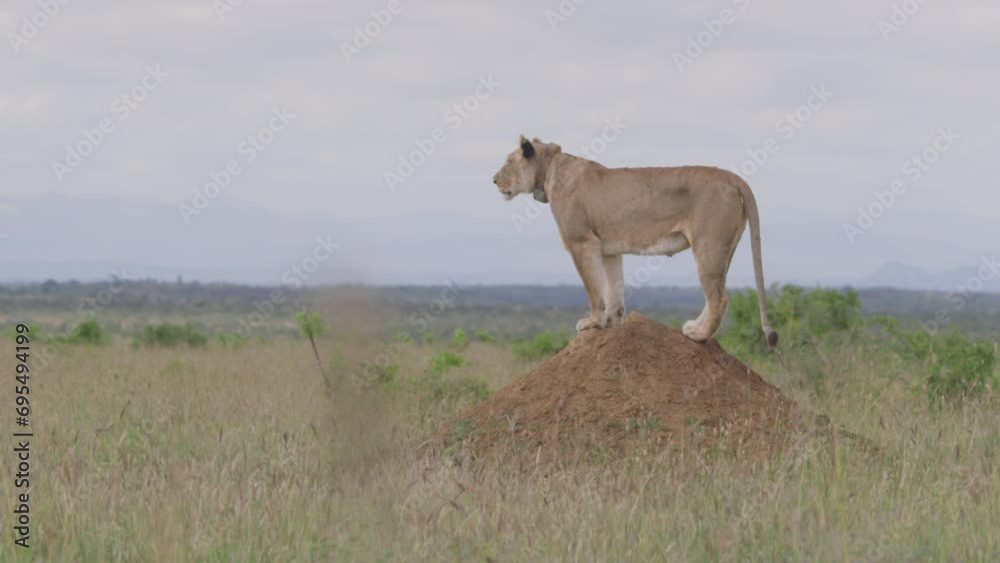 Long lens of a collared female lion (panthera leo) looking through the grasslands while standing on a termite mound at morning in Africa. Long lens of a collared female lion (panthera leo) looking through the grasslands while standing on a termite mound at morning in Africa.