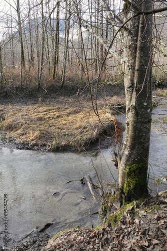 December in the woods near Squamish River and the Brackendale Eagle Run in Squamish, British Columbia, Canada photo