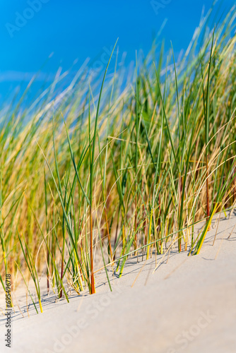 Sandy dunes on Wangerooge island in National Park, natural reserve and world heritage “Wattenmeer“ North Sea Germany. Dunes and marram or beach grass (Ammophila arenaria) on a blue sky summer day.