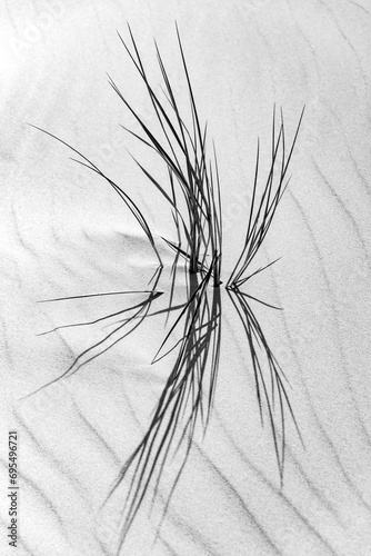 Marram or beach grass haulms  (Ammophila arenaria) isolated on fine white sand in the dunes of Wangerooge island in National Park, natural reserve and world heritage “Wattenmeer“ North Sea Germany. photo
