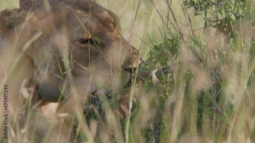 Close up of a collared female lion's (panthera leo) head as it chews through its kill through the savannh during the afternoon in Africa. photo