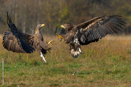 Eagle battle. White tailed eagles (Haliaeetus albicilla) fighting for food on a field in the forest in Poland