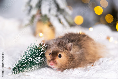  A funny shaggy fluffy hamster nibbles Gnawing on the Christmas tree on a Christmas background with fairy lights and bokeh