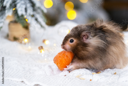 A funny shaggy fluffy hamster nibbles a carrot on a Christmas background with fairy lights and bokeh
