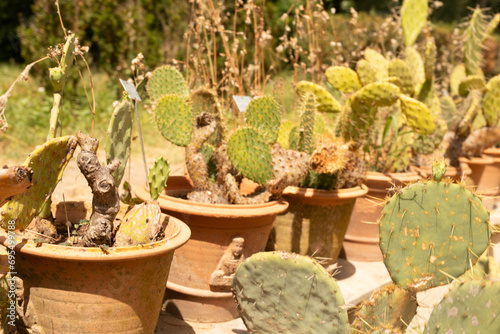 Spherical cactus in the park