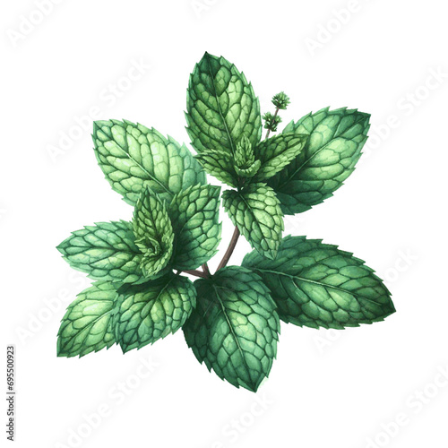 green mint herb with leaves watercolor paint on white for greeting card wedding design