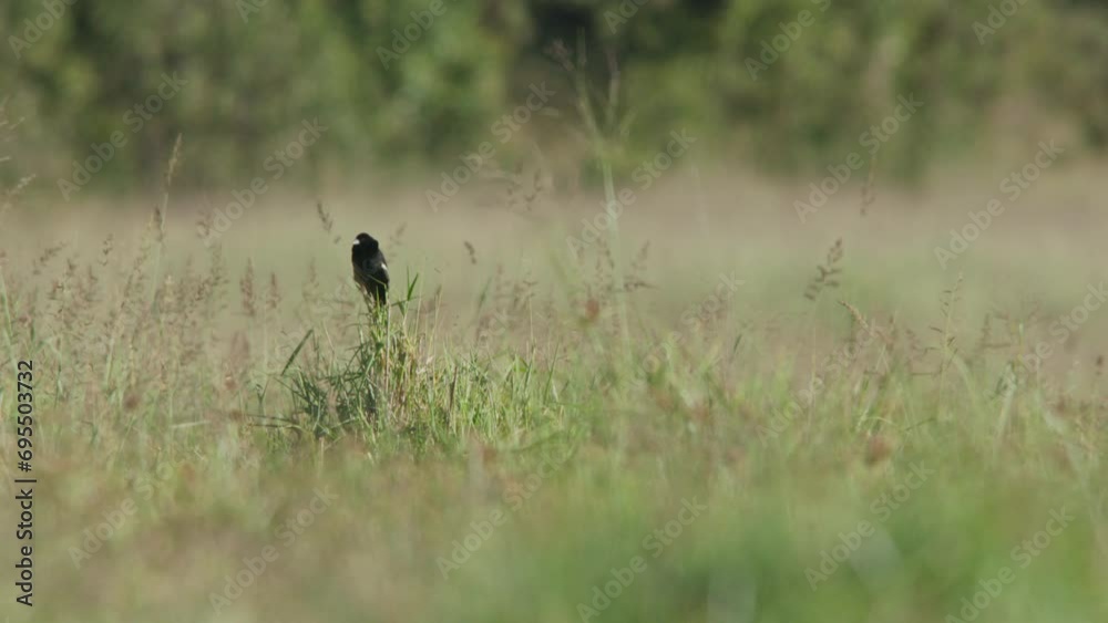 Long lens of a long-tailed widowbird (Euplectes progne) preening its feathers while standing on tall grass during the morning in Africa. Long lens of a long-tailed widowbird (Euplectes progne) preening its feathers while standing on tall grass during the morning in Africa.