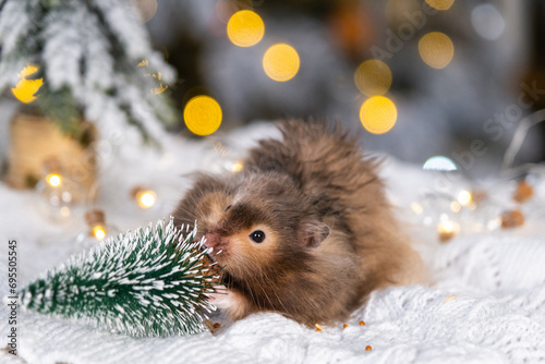 Foto A funny shaggy fluffy hamster nibbles Gnawing on the Christmas tree on a Christ
