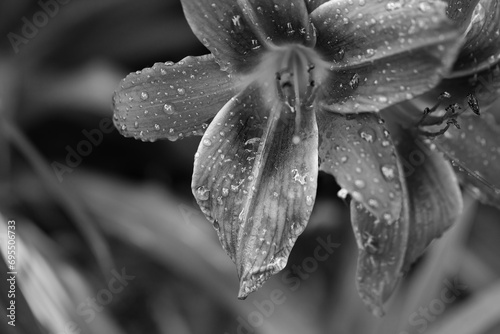 Black and white lily flower with water drops