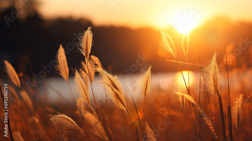 The enchanting beauty of an autumn field at sunset  with golden grass swaying gently in the evening breeze  capturing the magic of nature in HD clarity.