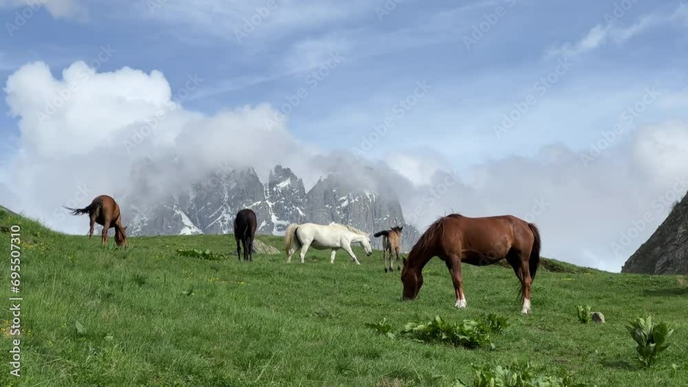 Herd of Horses Grazing on Green Meadow in Summer in Juta Georgia Herd of Horses Grazing on Green Meadow in Summer in Juta Georgia