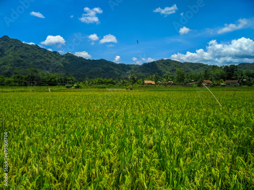 view of a green rice farm in the countryside, with a background of hills and blue sky.