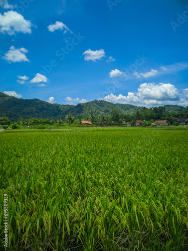  view of a green rice farm in the countryside, with a background of hills and blue sky.
